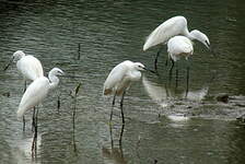 Aigrette garzette