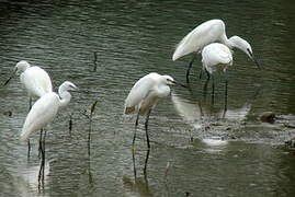 Aigrette garzette