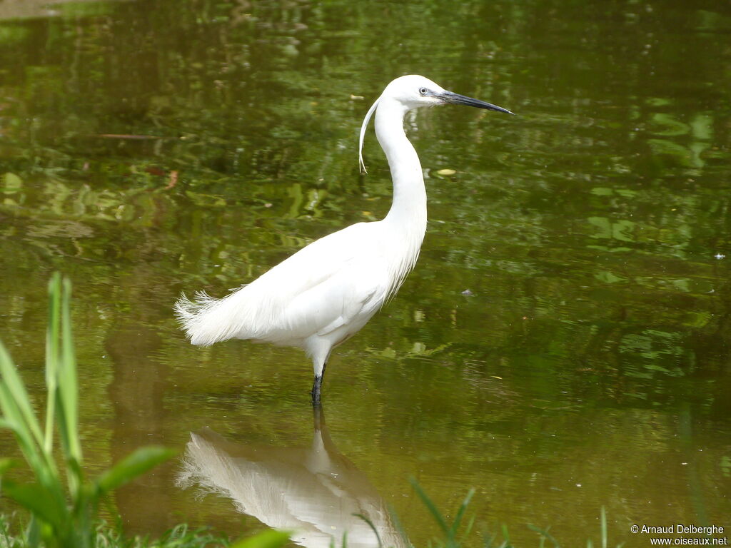 Aigrette garzette