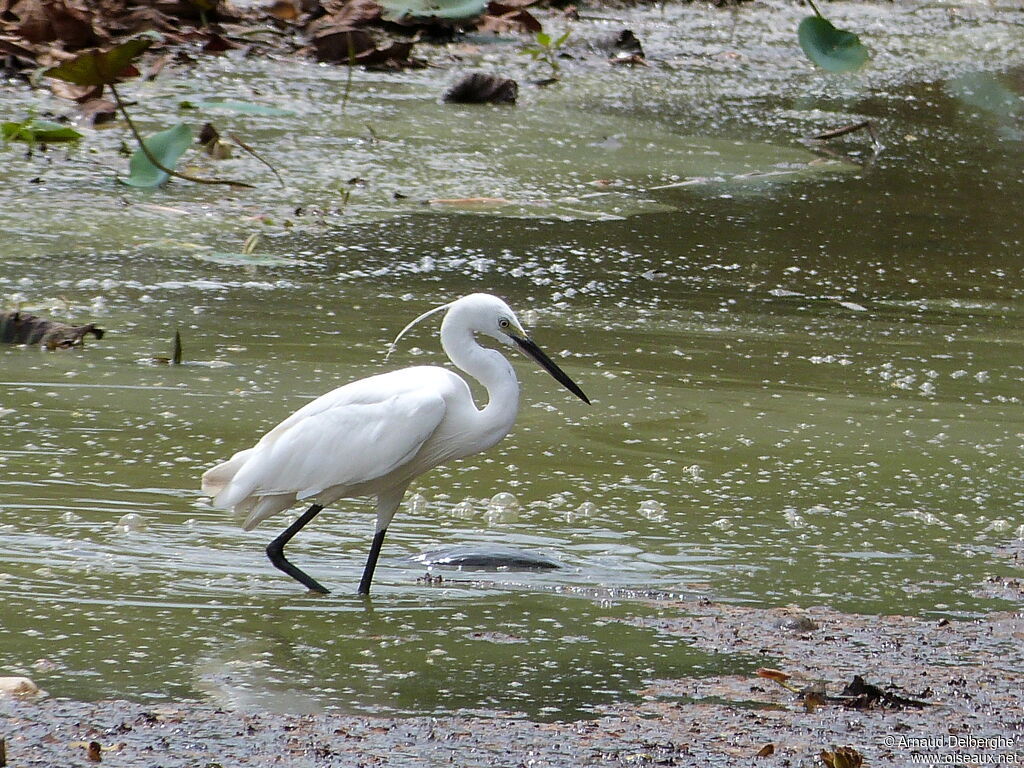 Aigrette garzette