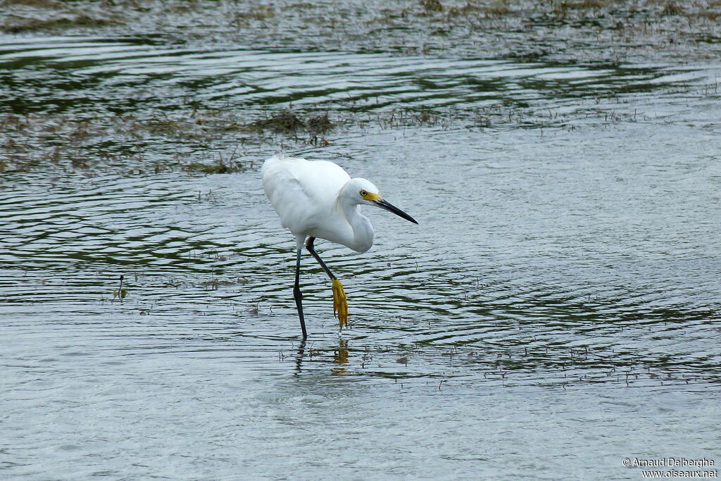 Aigrette neigeuse