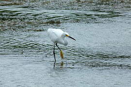 Snowy Egret