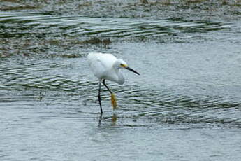 Aigrette neigeuse