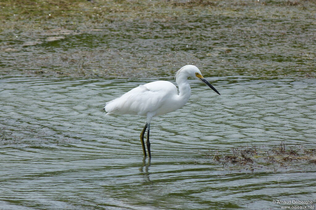 Snowy Egret