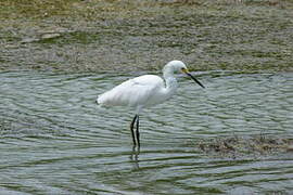 Aigrette neigeuse