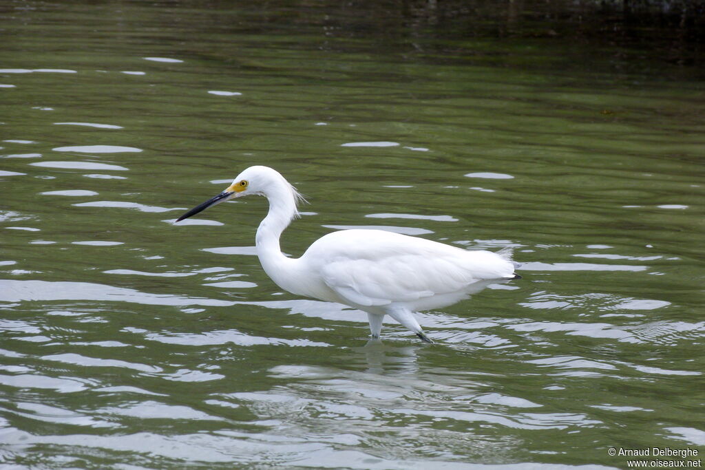 Snowy Egret