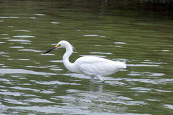 Aigrette neigeuse