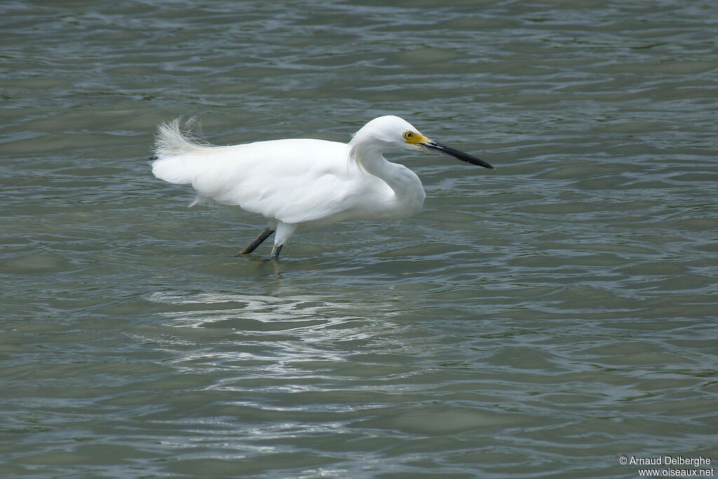 Snowy Egret