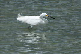 Aigrette neigeuse
