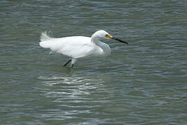 Aigrette neigeuse