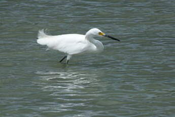 Aigrette neigeuse