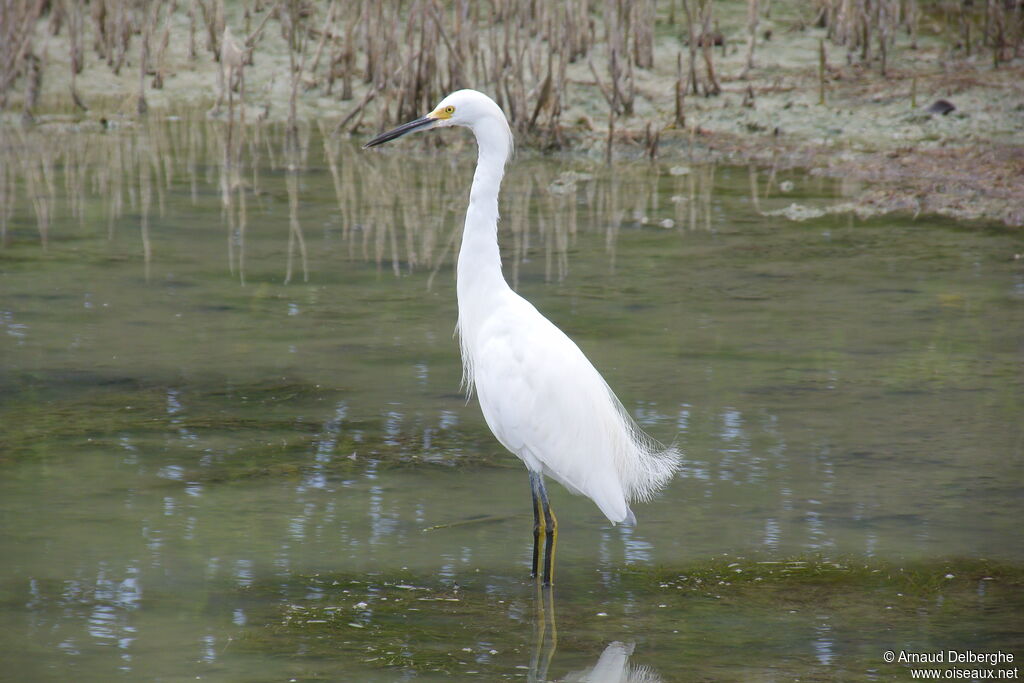 Snowy Egret