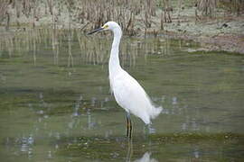 Snowy Egret