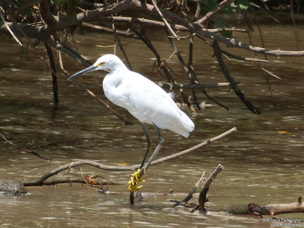 Snowy Egret