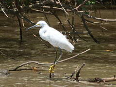 Aigrette neigeuse