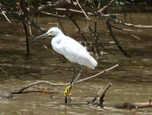 Aigrette neigeuse