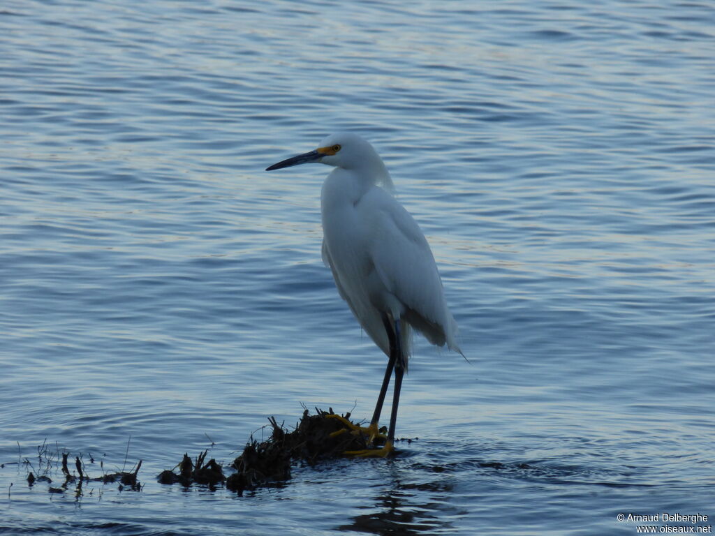 Snowy Egret