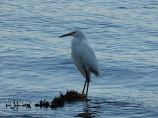 Aigrette neigeuse