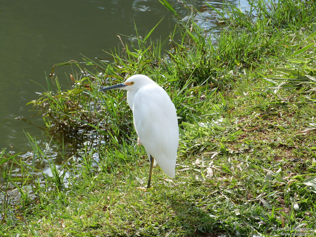 Aigrette neigeuse