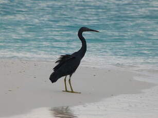 Aigrette sacrée