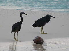 Pacific Reef Heron