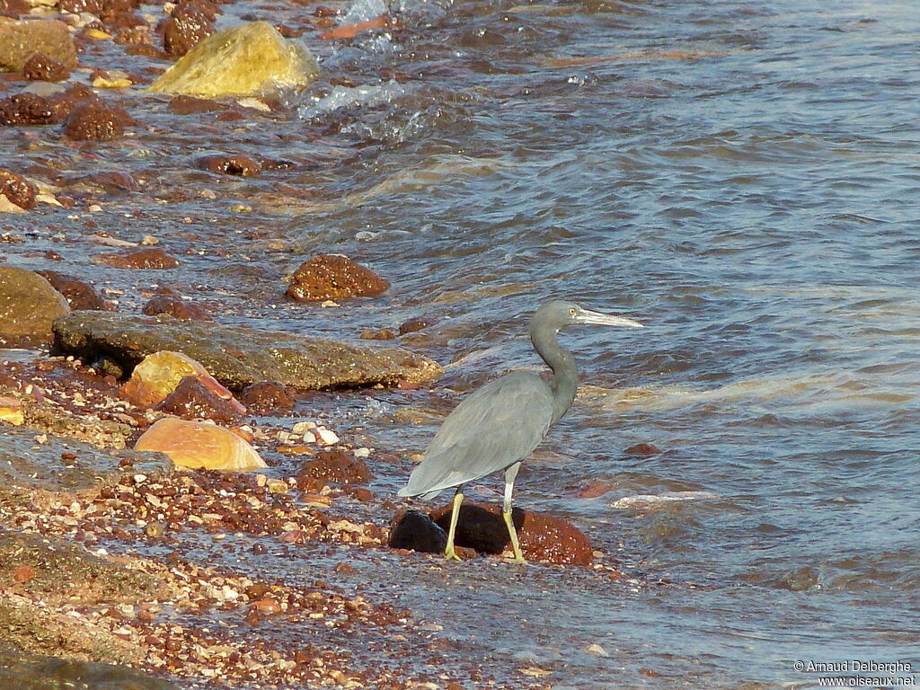 Aigrette sacrée