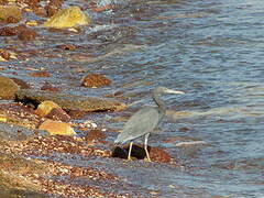 Pacific Reef Heron