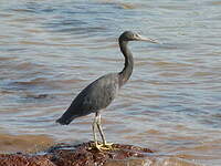 Aigrette sacrée