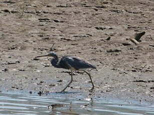 Aigrette tricolore