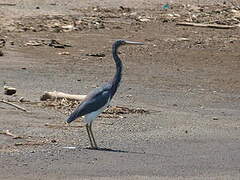 Tricolored Heron