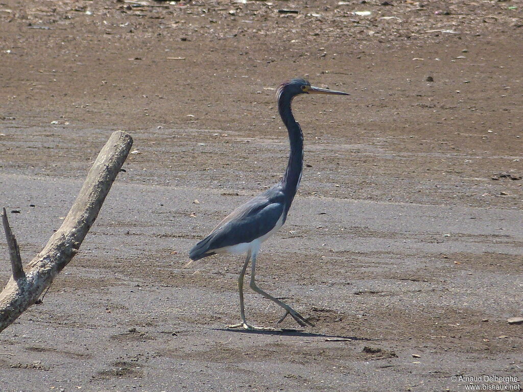 Tricolored Heron