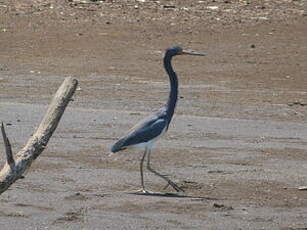 Aigrette tricolore