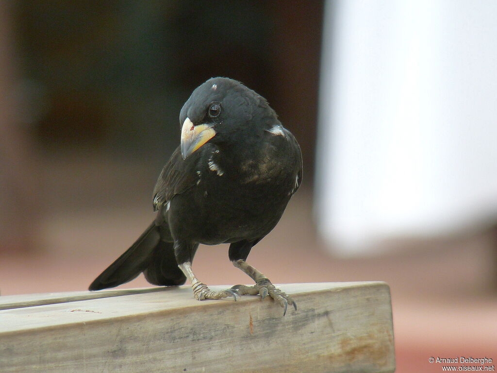 White-billed Buffalo Weaver