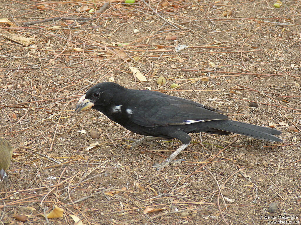 White-billed Buffalo Weaver