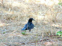 White-billed Buffalo Weaver