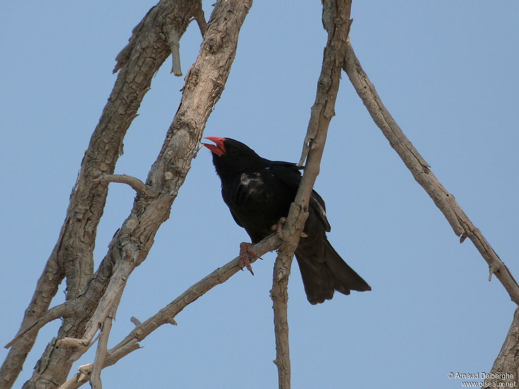 Red-billed Buffalo Weaver