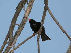 Red-billed Buffalo Weaver