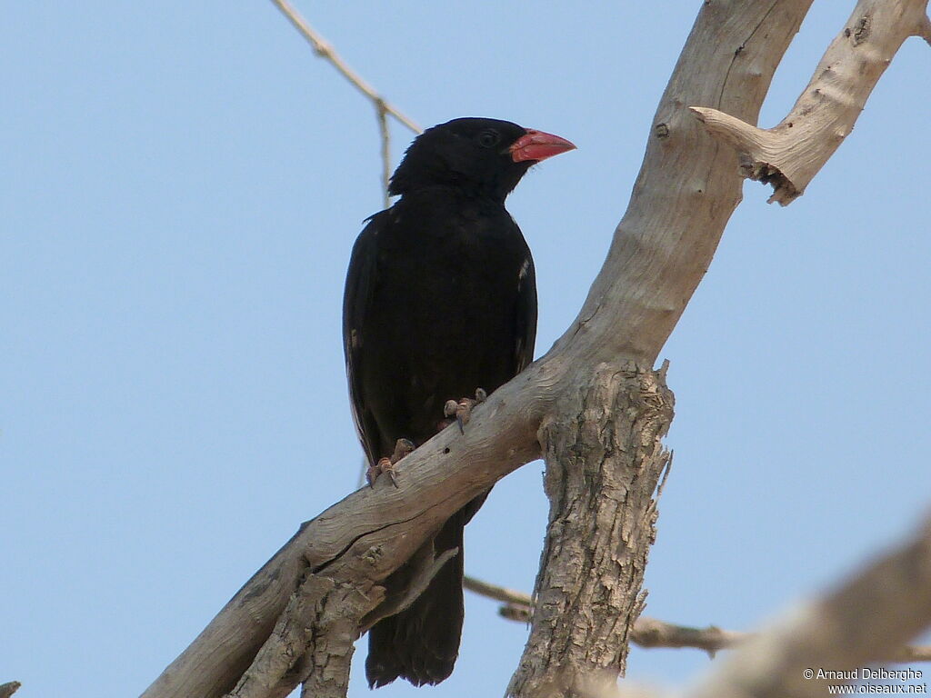 Red-billed Buffalo Weaver