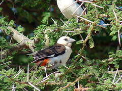 White-headed Buffalo Weaver