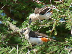 White-headed Buffalo Weaver