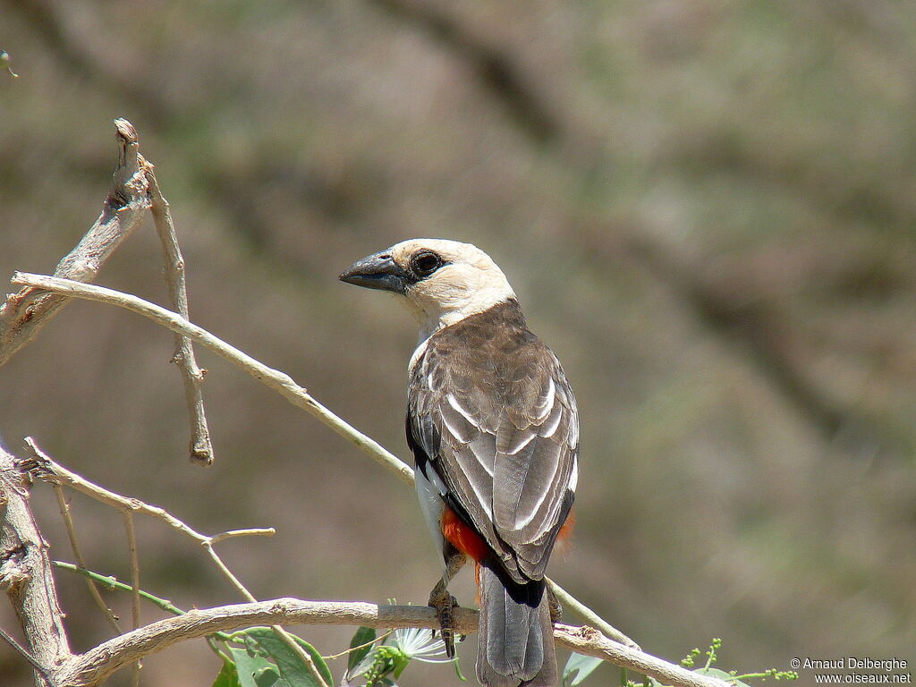 White-headed Buffalo Weaver