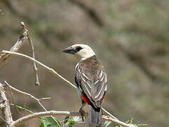 White-headed Buffalo Weaver