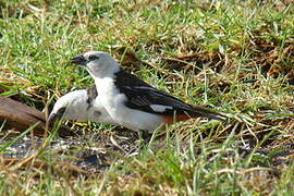 White-headed Buffalo Weaver