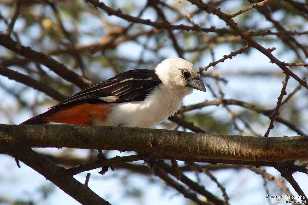 White-headed Buffalo Weaver