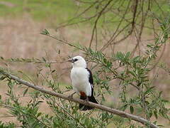 White-headed Buffalo Weaver