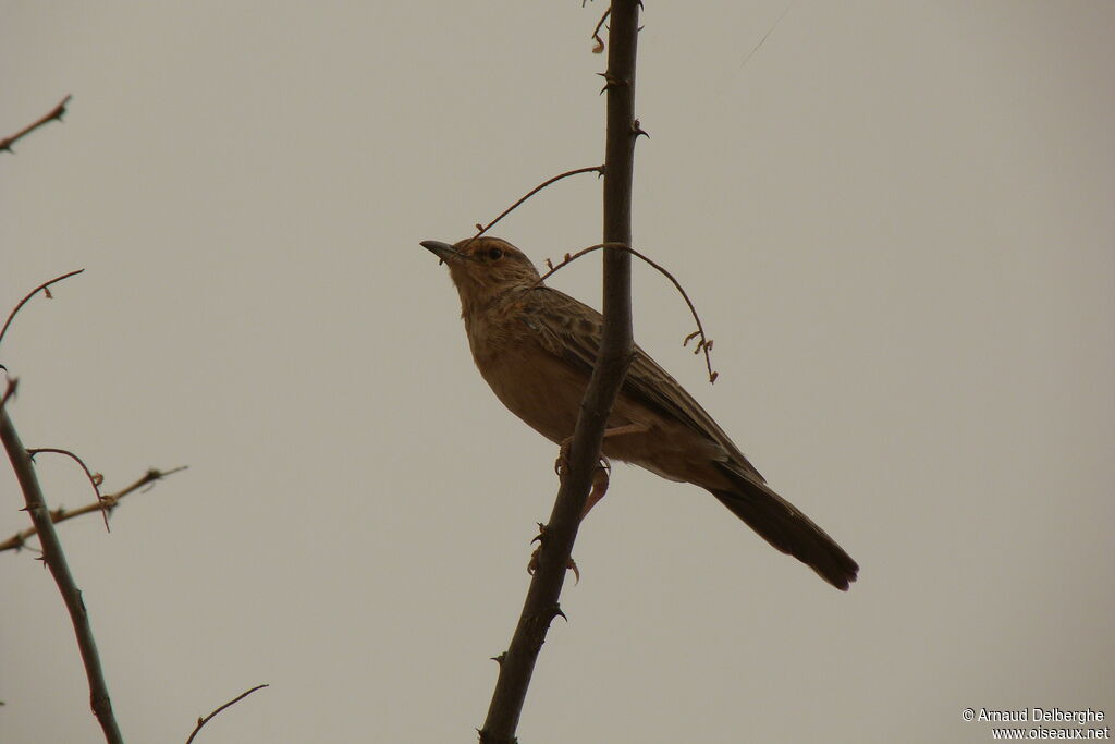 Pink-breasted Lark