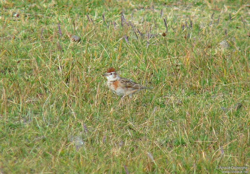 Red-capped Lark