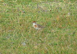 Red-capped Lark