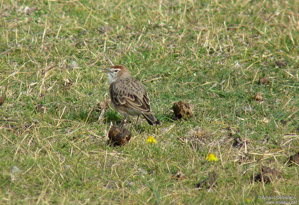 Red-capped Lark