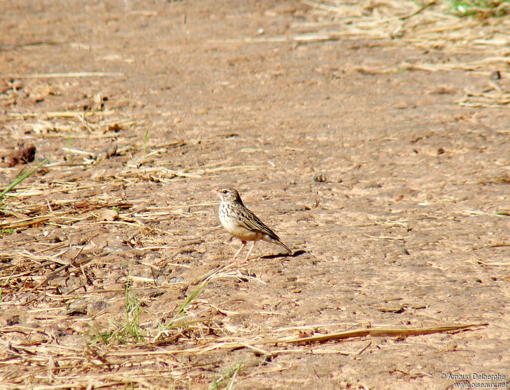 Madagascan Lark